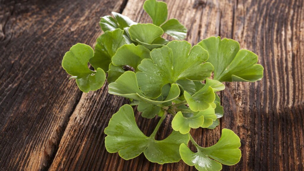 Ginkgo biloba faz bem para memória e circulação veja como cultivar