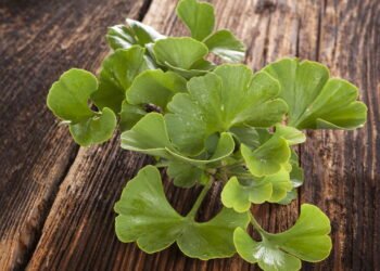 Ginkgo biloba faz bem para memória e circulação veja como cultivar