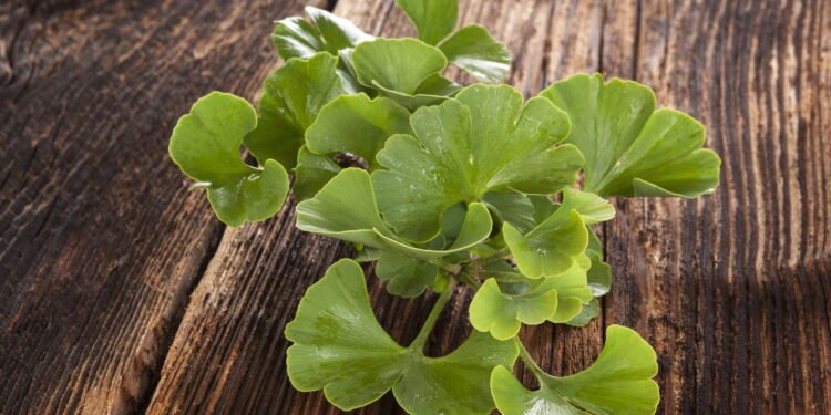 Ginkgo biloba faz bem para memória e circulação veja como cultivar
