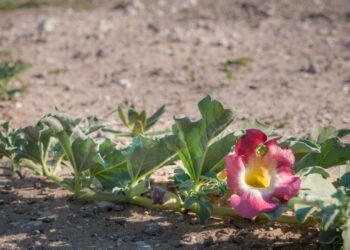 Para que serve a Garra-do-Diabo e como fazer o chá?