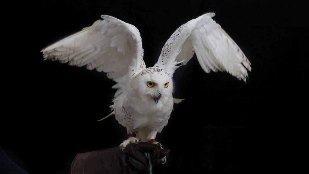 Nova série Harry Potter tem elenco confirmado, veja nomes