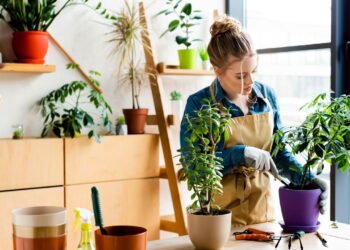 Comece Sua Horta em Casa com Facilidade