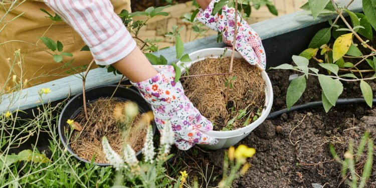 Guia Prático para Começar Sua Horta em Casa