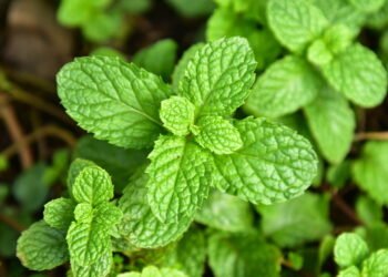 O chá que ajuda a reduzir inchaço abdominal naturalmente