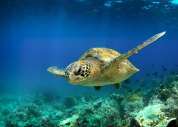 Esses são os animais mais curiosos das Ilhas Galápagos