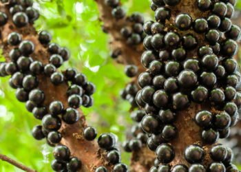 Como plantar jabuticaba em casa de forma prática e simples
