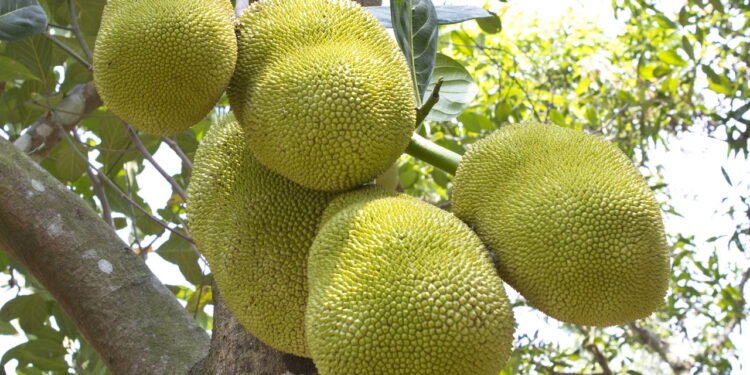 Jaca - Créditos: depositphotos.com / krishnadasekm