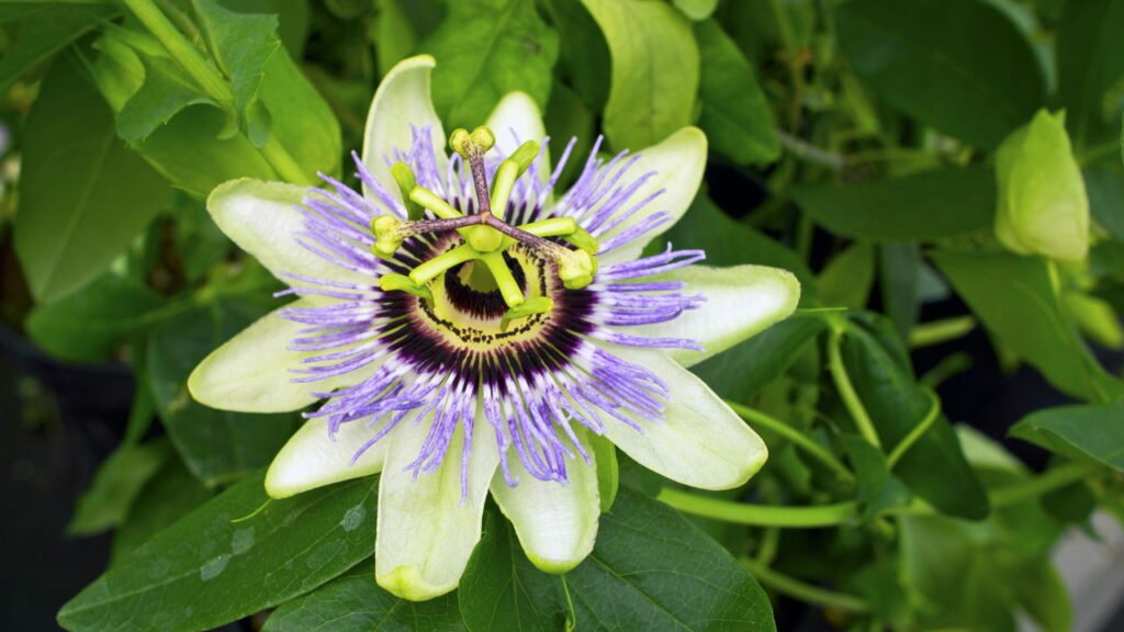 Aprenda a plantar a flor do maracujá no seu quintal