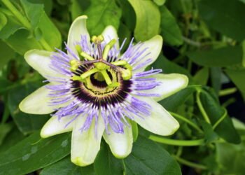 Aprenda a plantar a flor do maracujá no seu quintal