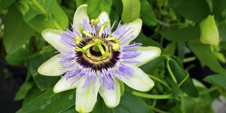 Aprenda a plantar a flor do maracujá no seu quintal