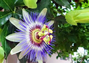 Aprenda a plantar as melhores ervas para aliviar a ansiedade