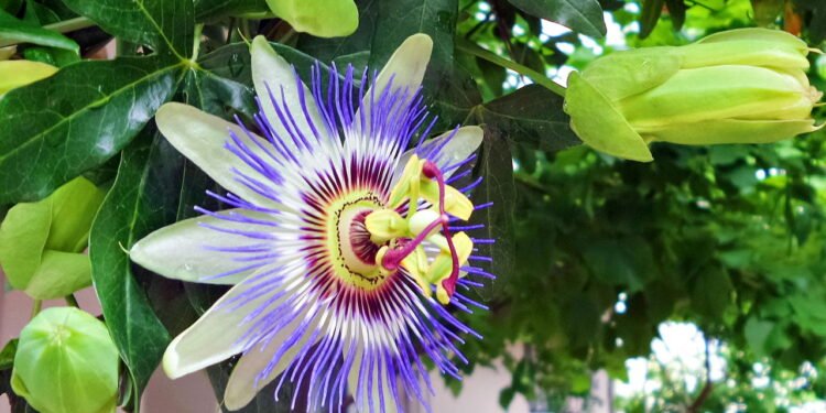 Aprenda a plantar as melhores ervas para aliviar a ansiedade