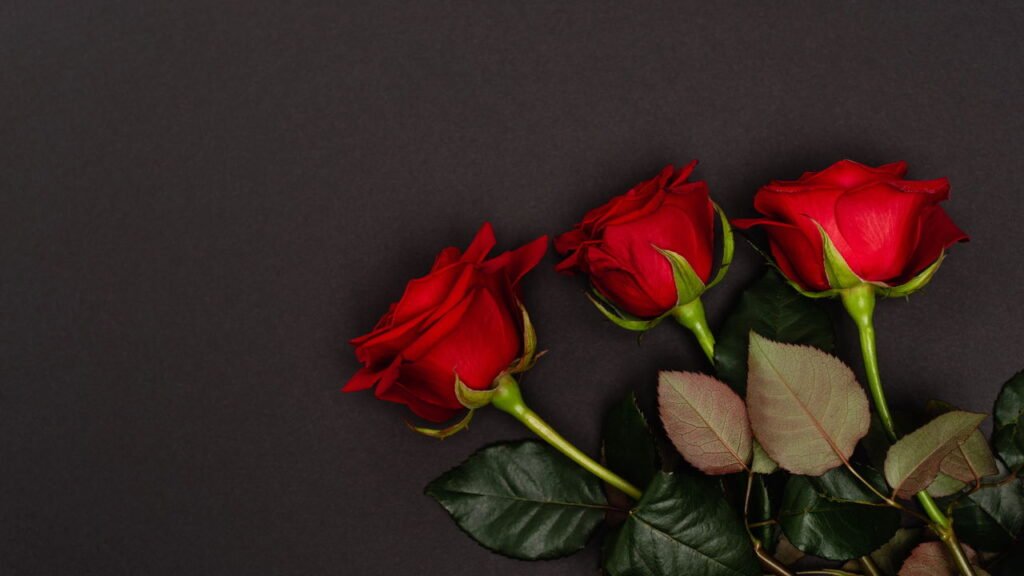 "Guia Prático para Cultivar Rosas em Casa"

