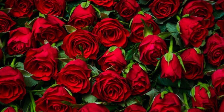 "Guia Prático para Cultivar Rosas em Casa"