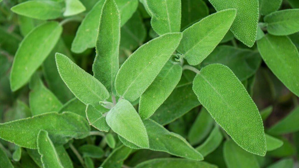Cultive sálvia em casa e tenha uma farmácia natural sempre à mão