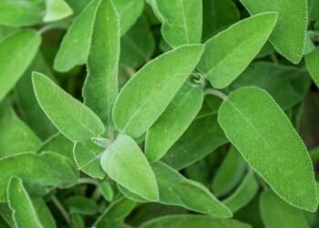 Cultive sálvia em casa e tenha uma farmácia natural sempre à mão