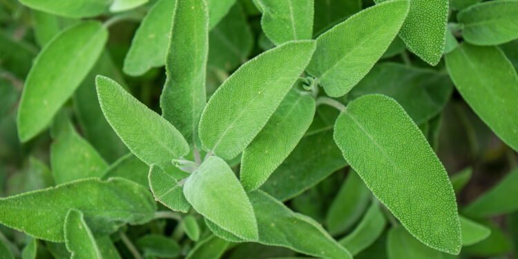Cultive sálvia em casa e tenha uma farmácia natural sempre à mão
