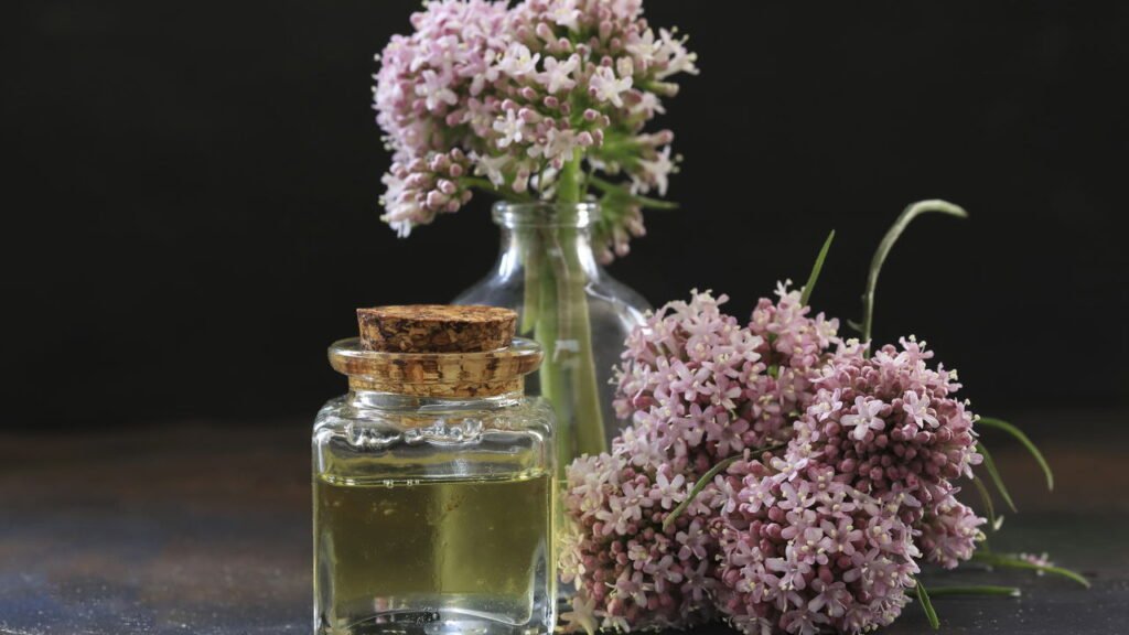 A planta que tem uma raiz milagrosa capas de te acalmar e aliviar a insônia
