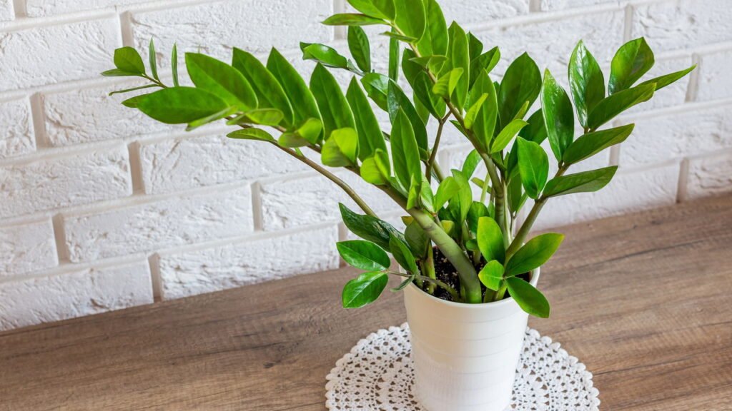 Planta ideal para quem esquece de regar e ainda quer um visual incrível