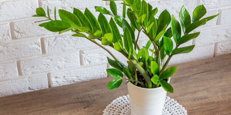Planta ideal para quem esquece de regar e ainda quer um visual incrível