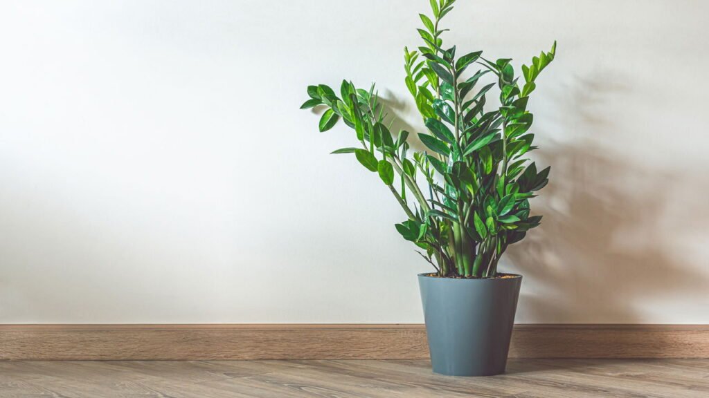 Planta ideal para quem esquece de regar e ainda quer um visual incrível