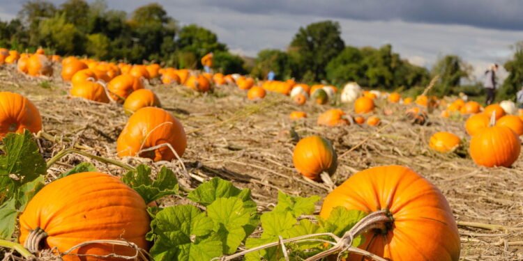 Passo a passo para plantar abóbora e colher em 3 meses