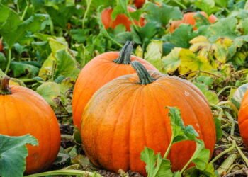 Passo a passo para plantar abóbora e colher em 3 meses