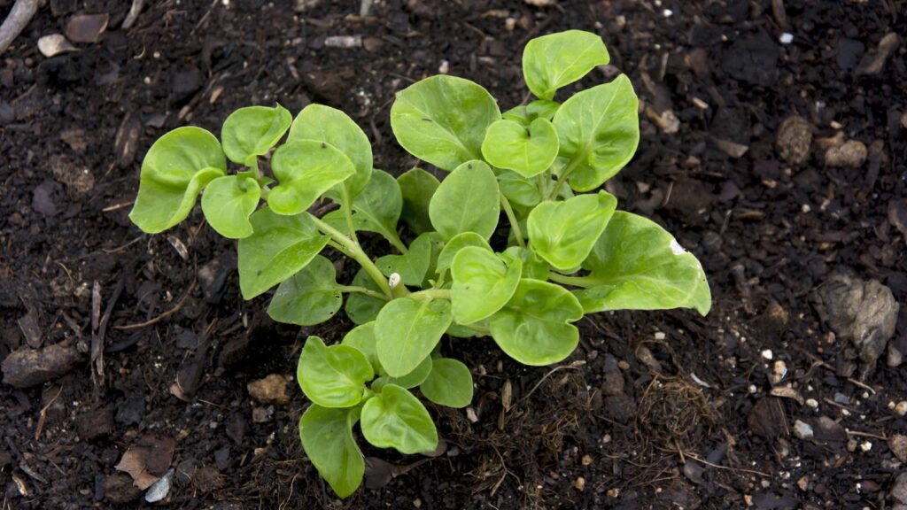 Melhores dicas para ter agrio saudvel o ano todo