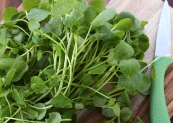 Melhores dicas para ter agrião saudável o ano todo