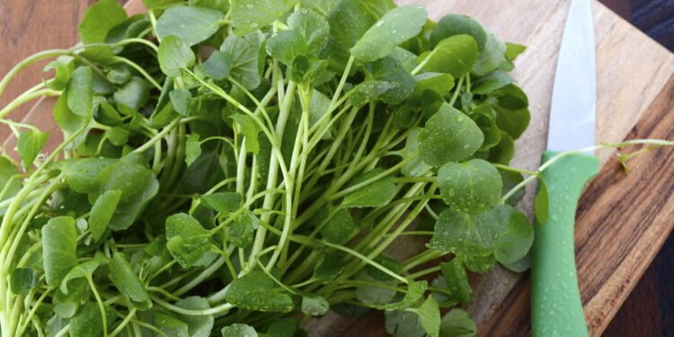Melhores dicas para ter agrião saudável o ano todo