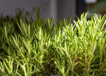 Conheça os benefícios dessa planta para a saúde e como plantar em casa