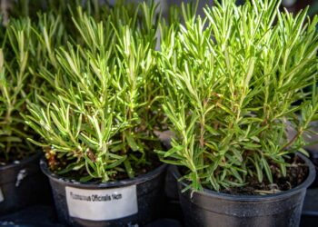 O cheiro que pode ter um efeito que você nem imaginava no seu corpo