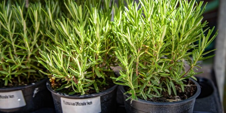 O cheiro que pode ter um efeito que você nem imaginava no seu corpo