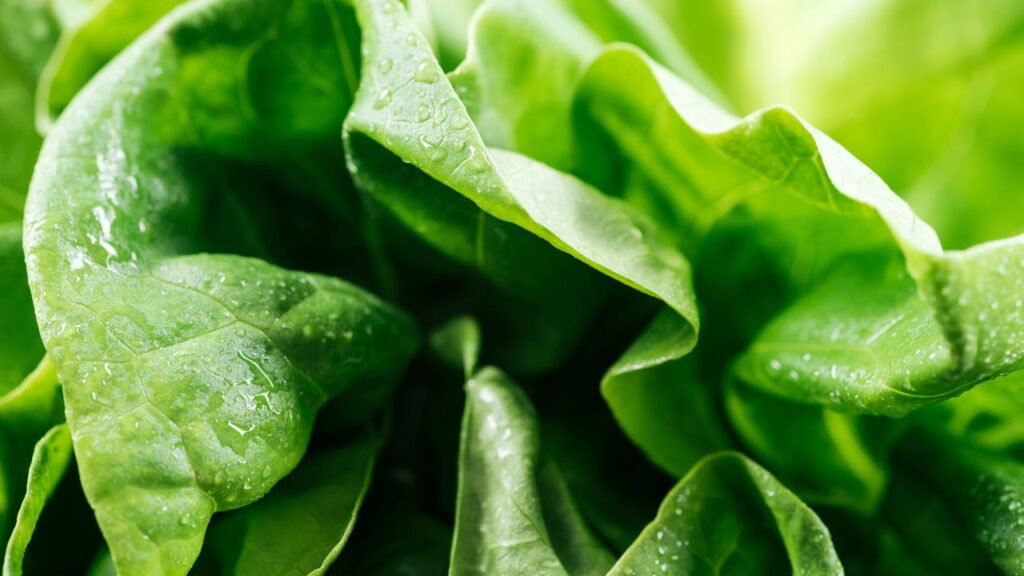 Veja como plantar alface em garrafa pet e economizar na feira