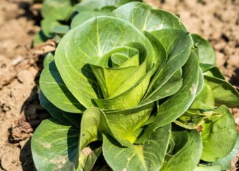 Conheça os benefícios do almeirão e cultive de formas simples em casa