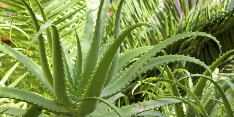 O segredo da pele perfeita está nesta planta milenar que trata manchas e acnes