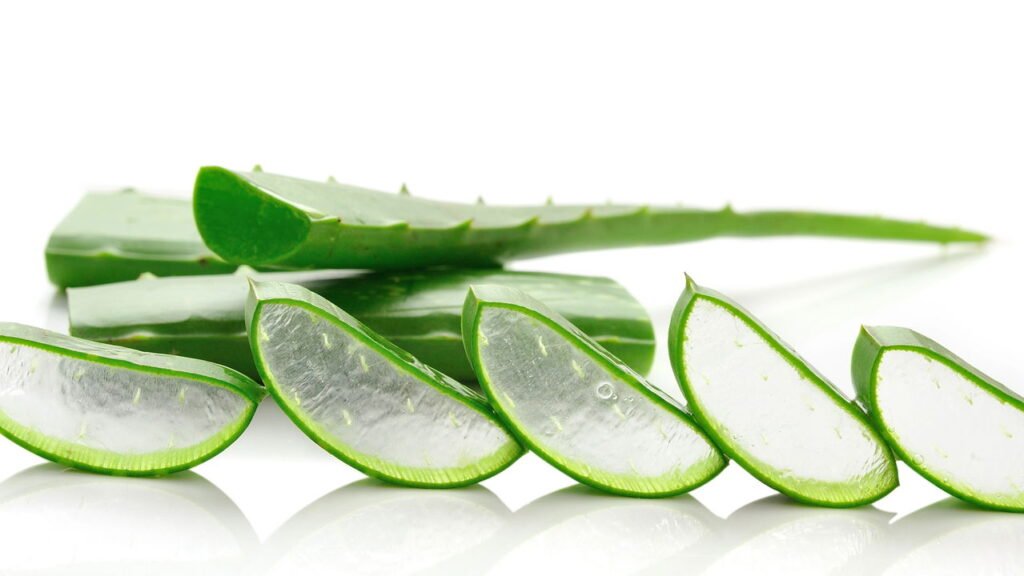 Aprenda a plantar aloe vera em qualquer espaço da sua casa