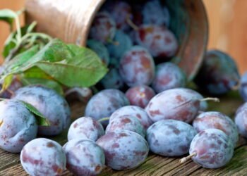 Dicas de ouro para plantar ameixas em vasos ou no jardim