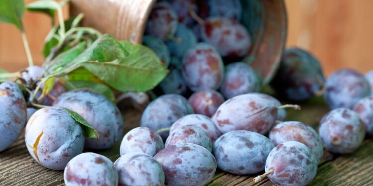Dicas de ouro para plantar ameixas em vasos ou no jardim