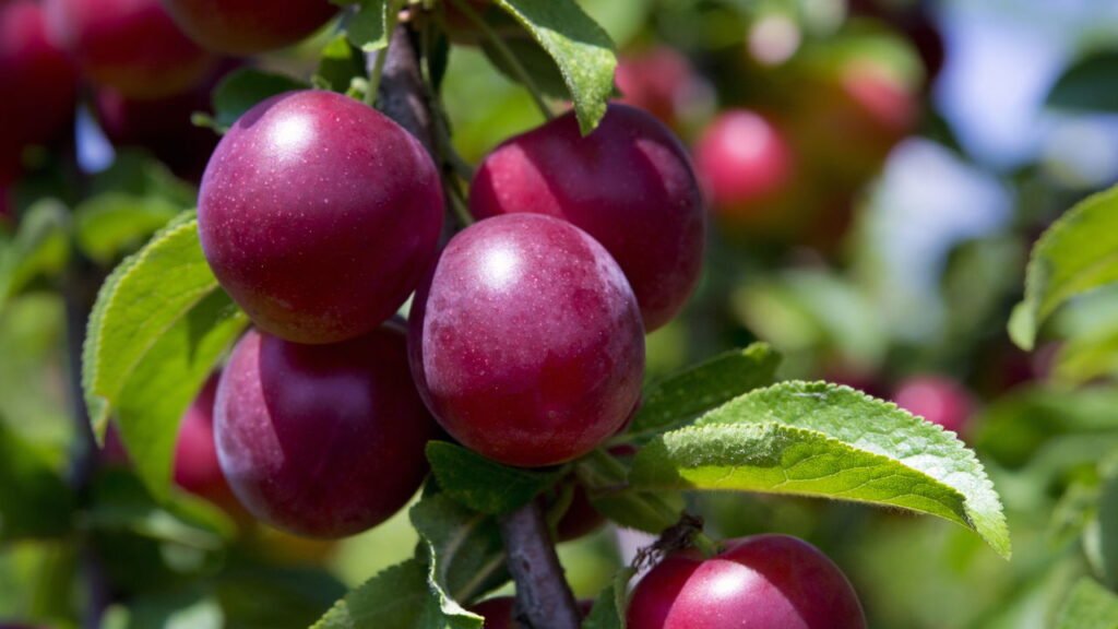 Como ter um pomar de ameixas em casa passo a passo