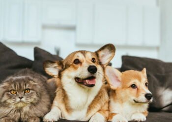 Esses são os nomes mais comuns para pets, veja sugestões