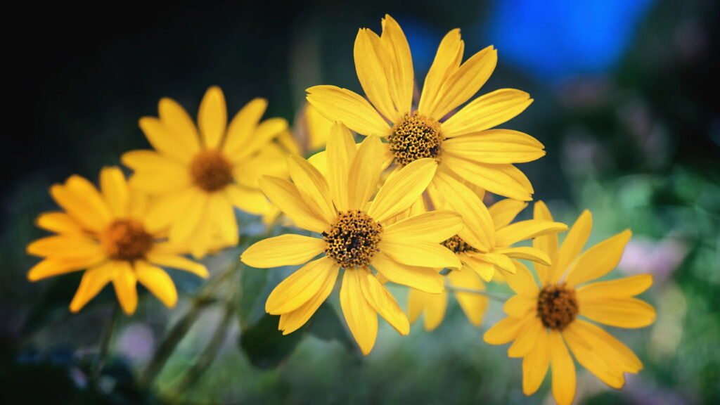 Quais os usos medicinais da Arnica e como plantar em casa?