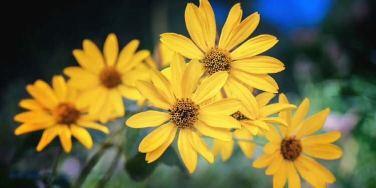 Aprenda a plantar arnica em casa e aproveitar sua medicina natural