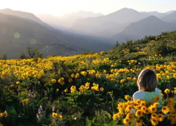 Aprenda cultivar a planta medicinal capaz de aliviar dores musculares