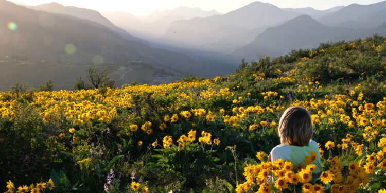 Aprenda cultivar a planta medicinal capaz de aliviar dores musculares