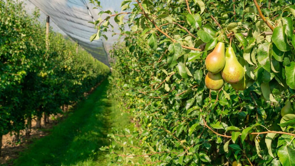Como cultivar pereiras desde a semente: passo a passo
