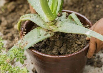 Plante aloe vera em casa e tenha um hidratante natural para queimaduras