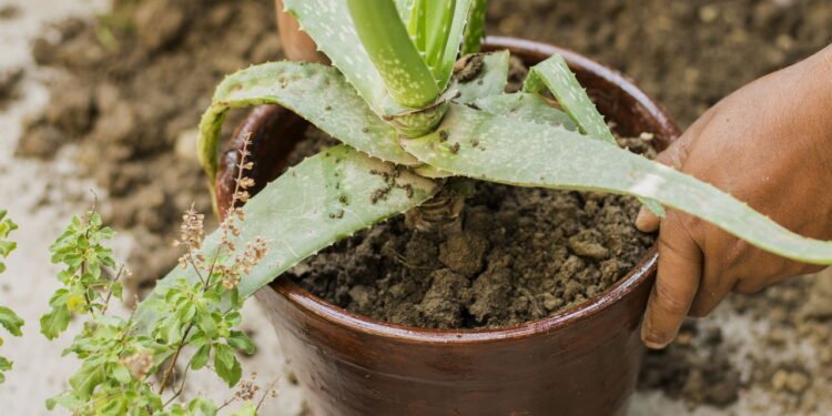 Plante aloe vera em casa e tenha um hidratante natural para queimaduras