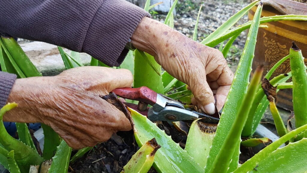 Aprenda a plantar babosa e aproveitar seus benefícios medicinais
