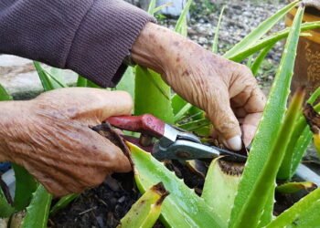 Aprenda a plantar babosa e aproveitar seus benefícios medicinais